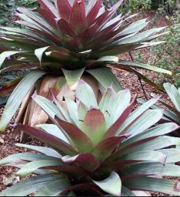 imperialis plant Alcantarea imperialis
