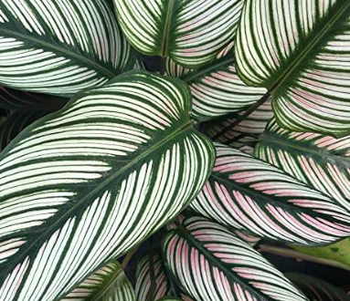 Calathea 'White Star' – Heron's Head Nursery