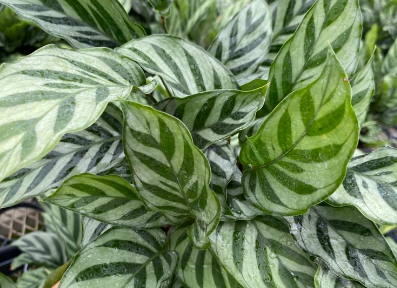 Calathea 'Freddy'