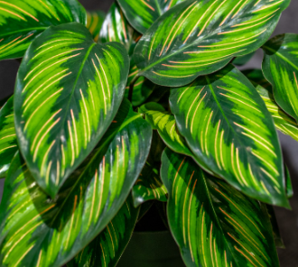 Calathea ornata 'Beauty Star' – Heron's Head Nursery