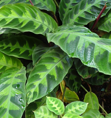 Calathea Warscewiczii – Heron's Head Nursery