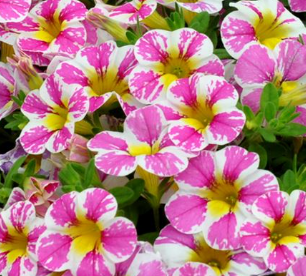 Calibrachoa hybrid 'Candy Shop Milky Pink' – Heron's Head Nursery