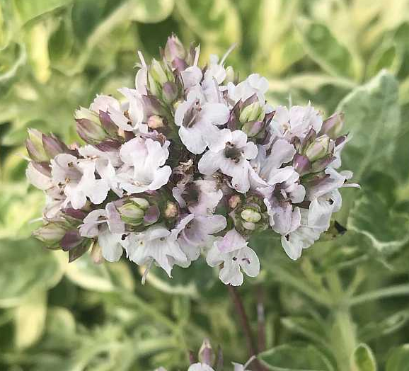 Origanum vulgare (Oregano) 'White Anniversary' – Heron's Head Nursery