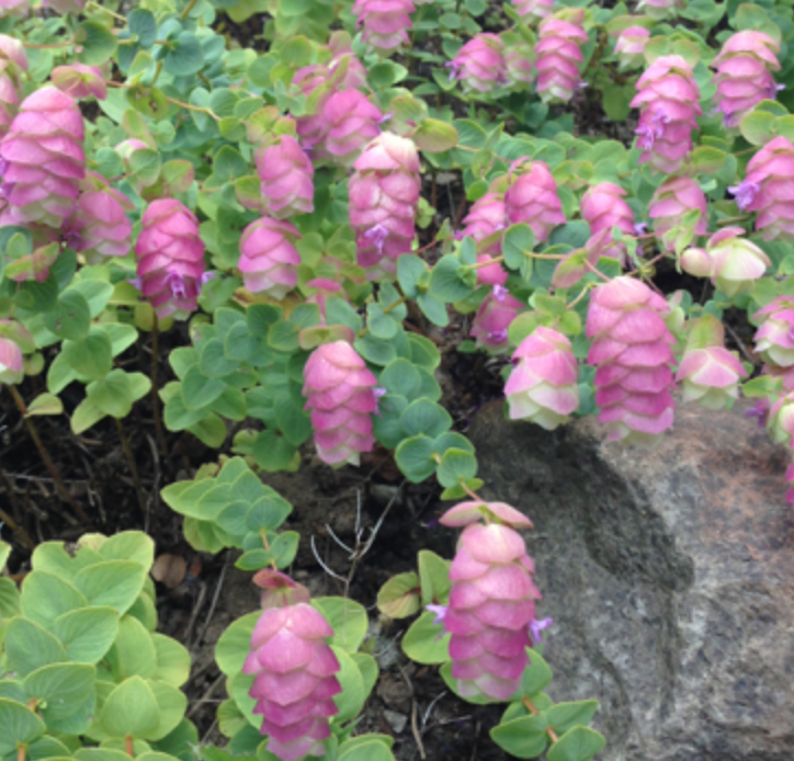 Origanum 'Barbara Tingey' – Heron's Head Nursery