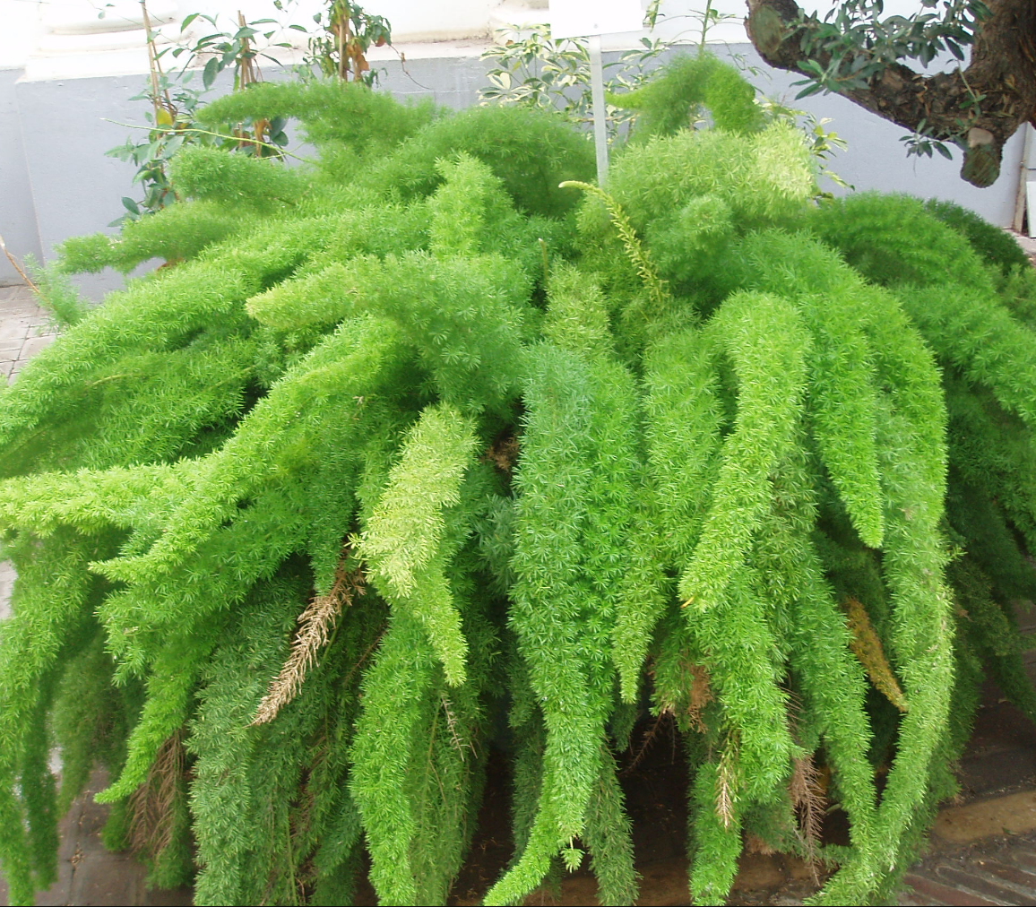 Asparagus densiflorus 'Myer's' – Heron's Head Nursery