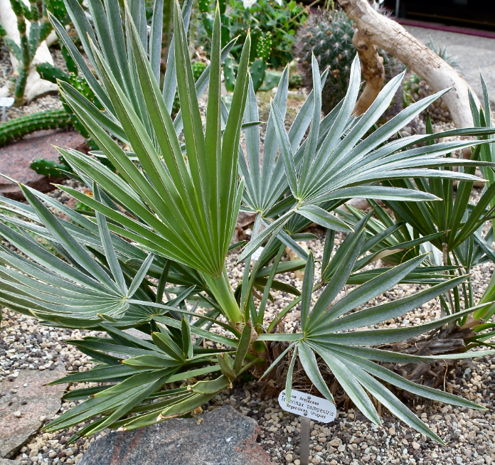 Trithrinax campestris – Heron's Head Nursery