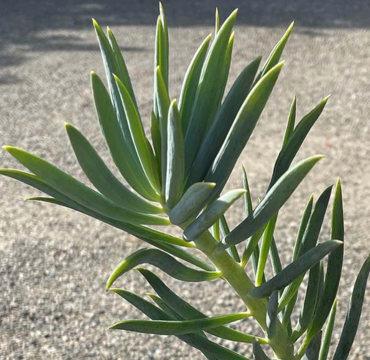 succulent with long flat leaves Senecio ficoides 'Tall Towers' – Heron's Head Nursery