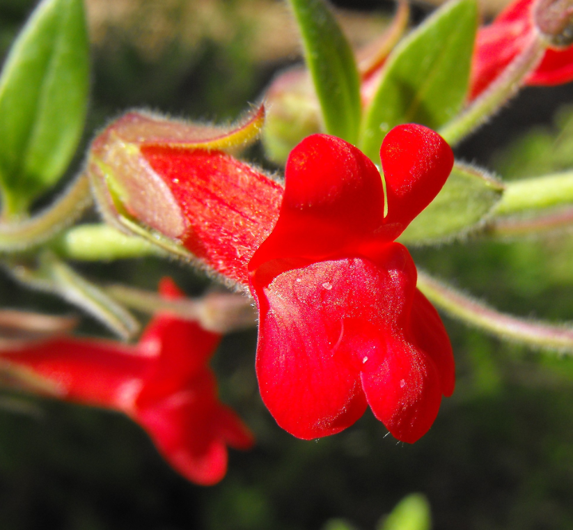 nagaba リーフィア　gemix10g Gambelia (Galvezia) speciosa 'Firecracker' – Heron's Head Nursery