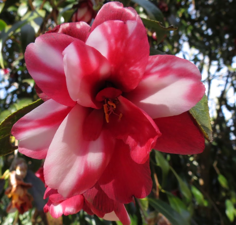 Camellia japonica 'Kujaku Tsubaki' – Heron's Head Nursery