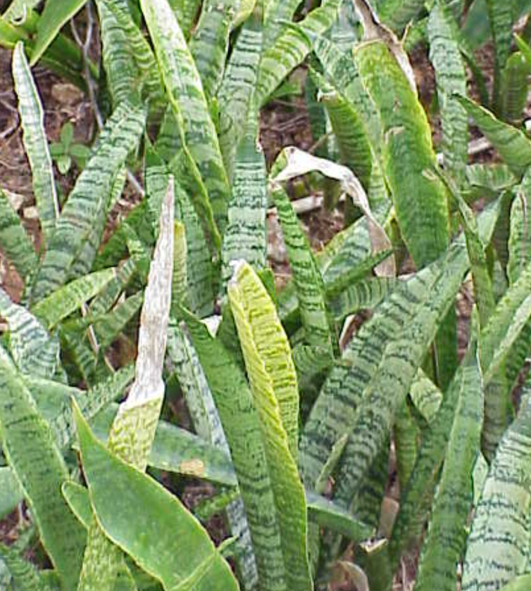 Sansevieria zeylanica – Heron's Head Nursery