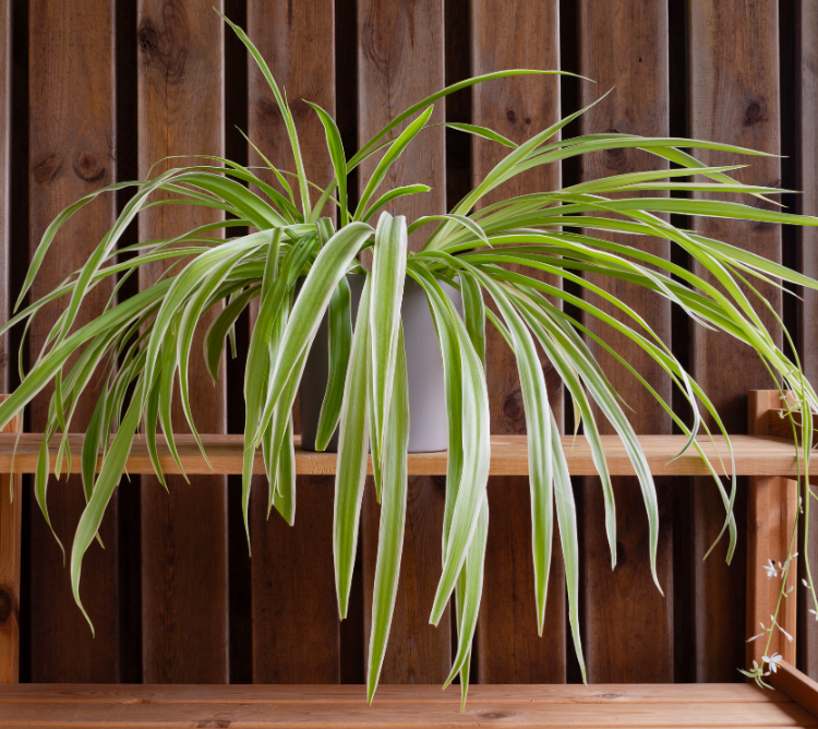 chlorophytum reverse Chlorophytum comosum 'Variegatum' (Reverse Spider Plant)