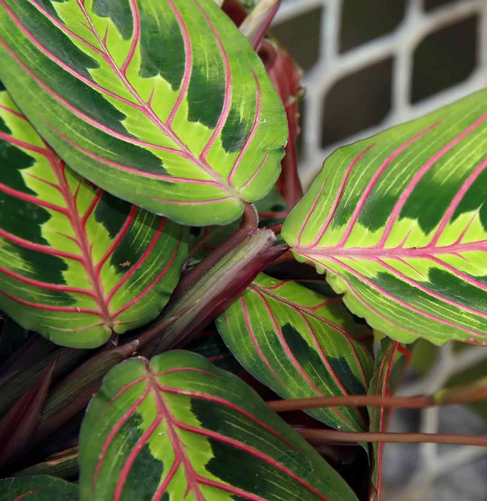 hirt's red prayer plant - maranta Maranta Red – Heron's Head Nursery
