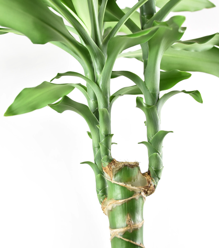 dracaena sol plant Dracaena stednerii Sol
