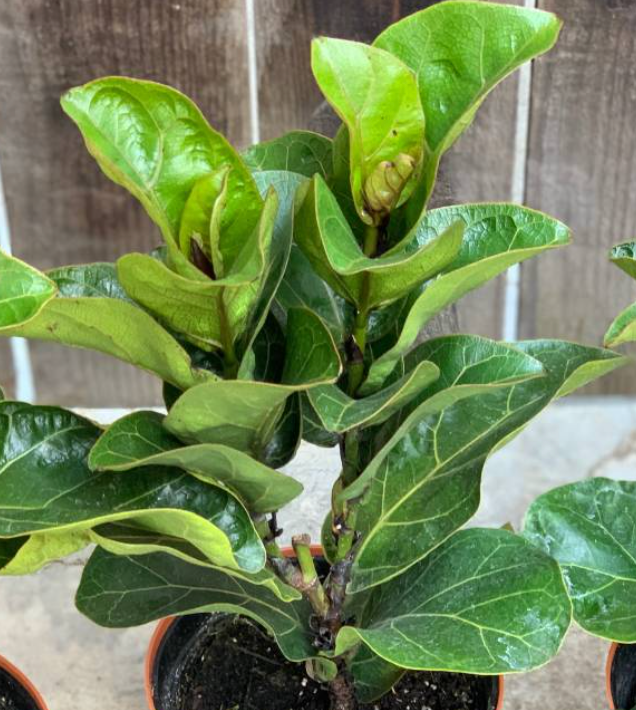 tiny fiddle leaf fig Ficus 'Little Fiddle'