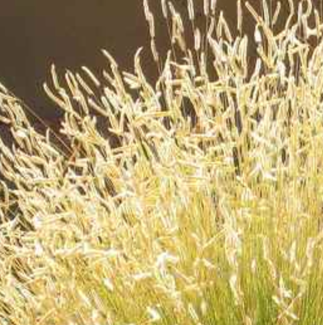 Bouteloua gracilis 'Blonde Ambition'