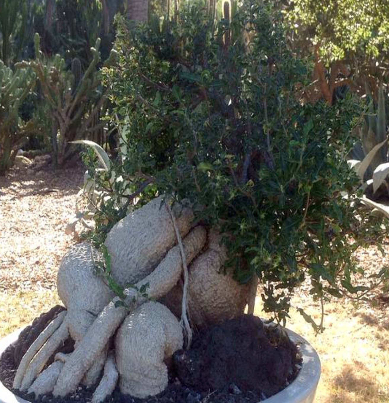 Fockea edulis – Heron's Head Nursery