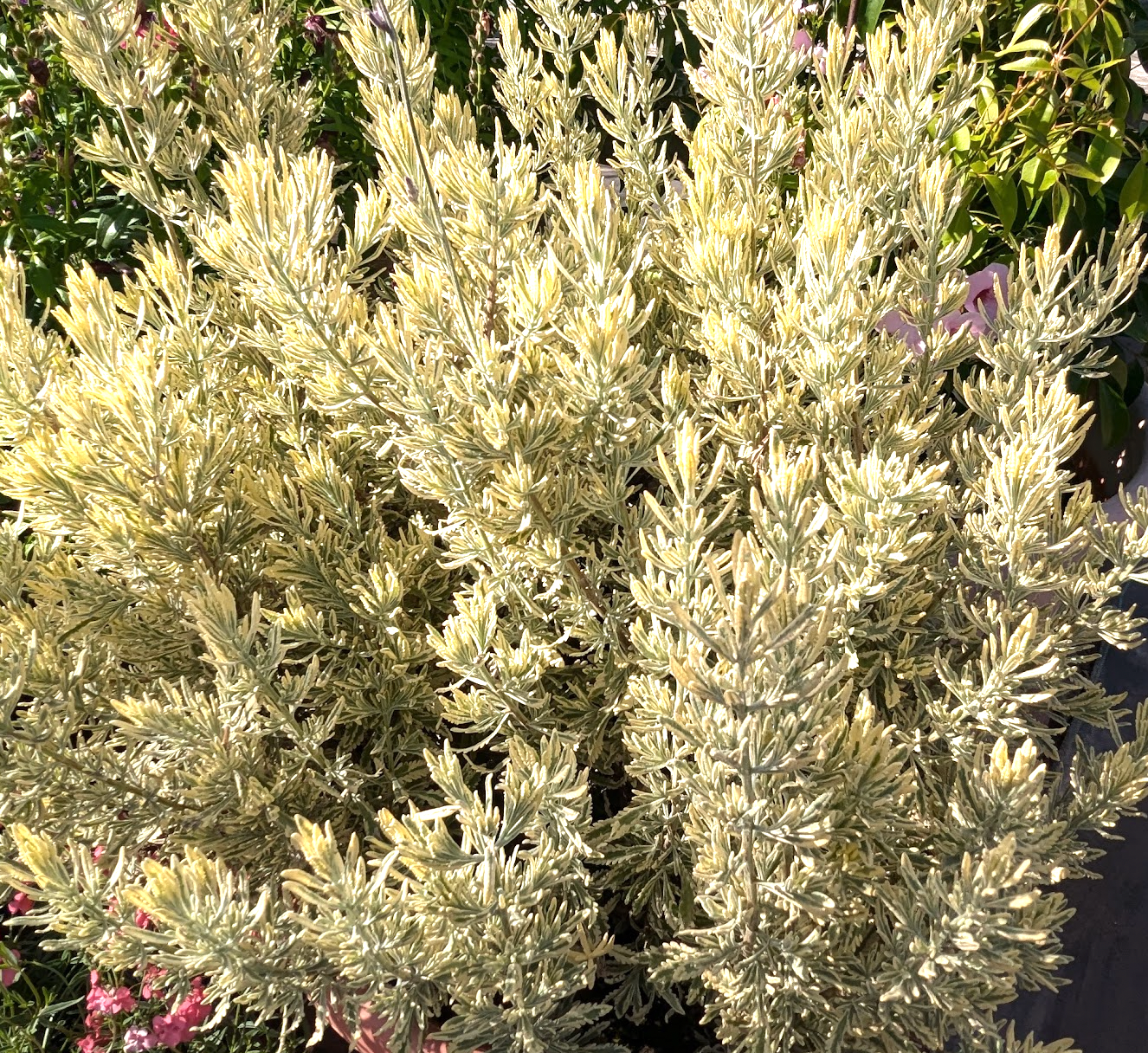 meerlo lavender plant Lavandula allardii 'Meerlo' (French Lavender) – Heron's Head Nursery