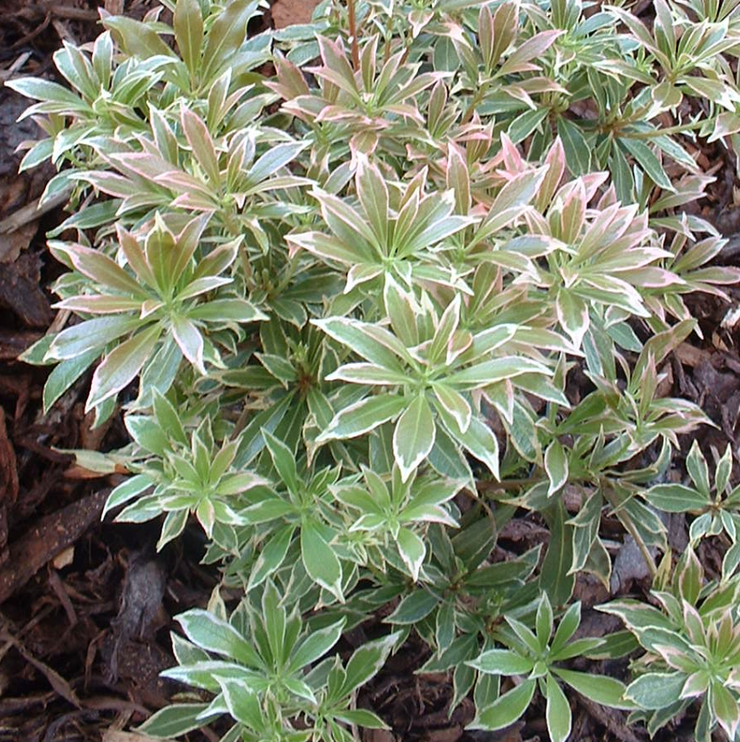 Pieris japonica 'Variegata' – Heron's Head Nursery