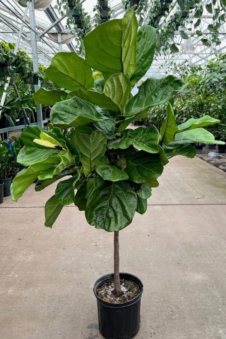 Ficus lyrata – Heron's Head Nursery