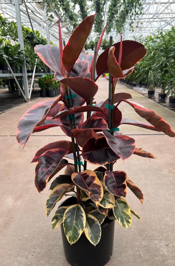 ruby red house plant Ficus elastica decora 'Ruby Pink' (6", Bush)