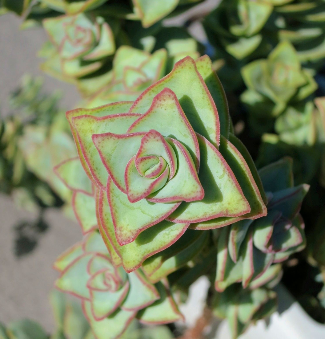perforata succulent Crassula Perforata 6in