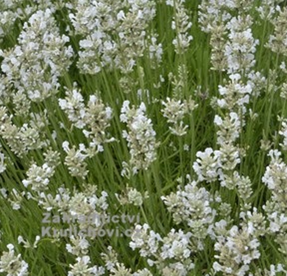 nana alba lavender plant Lavandula angustifolia 'Nana Alba' (English Lavender)