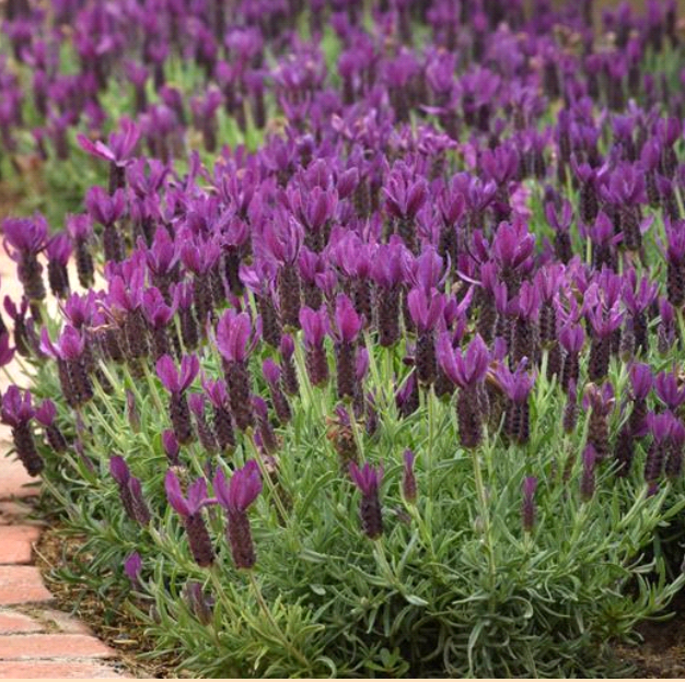 planting spanish lavender Lavandula stoechas 'Primavera' (Spanish Lavender) – Heron's Head Nursery