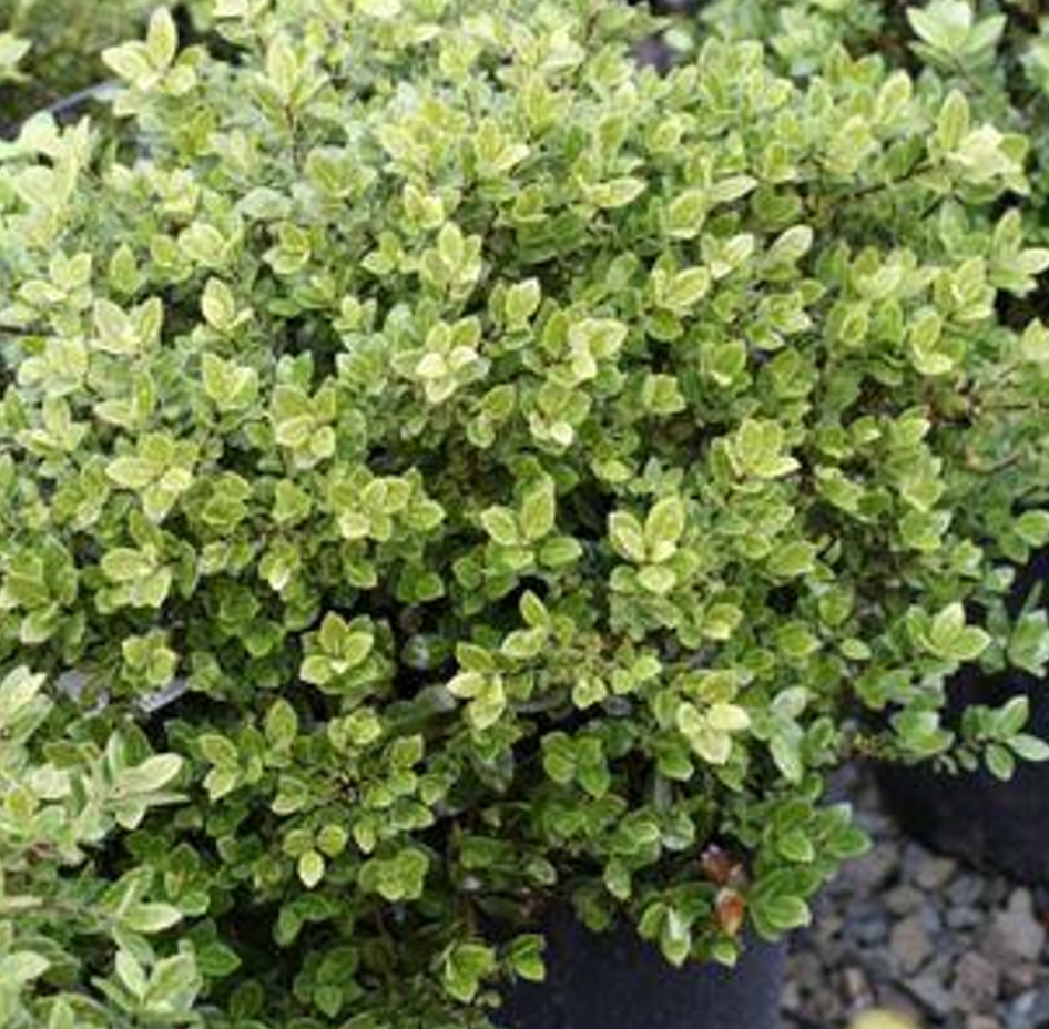 Pittosporum tenuifolium 'Golf Ball'