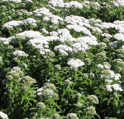 Achillea millefolium 'Lost Coast' – Heron's Head Nursery