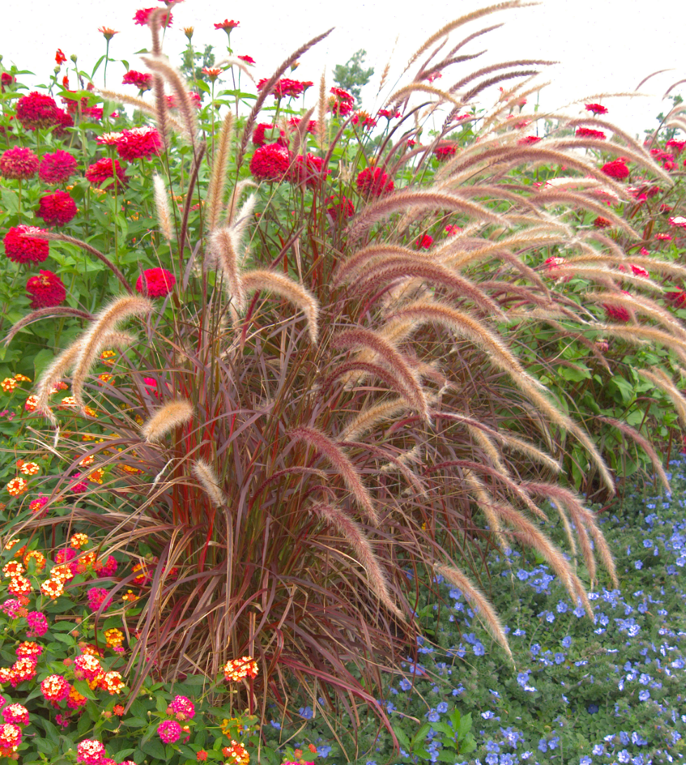 Pennisetum setaceum 'Fireworks' (P. advena 'Fireworks')