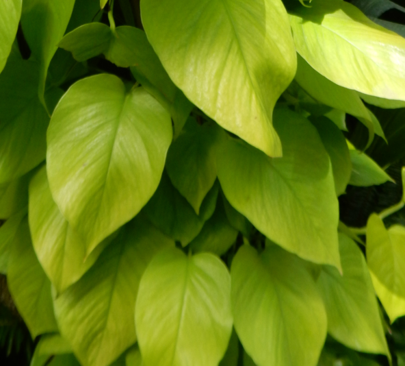 Epipremnum pinnatum (Pothos) 'Neon' – Heron's Head Nursery