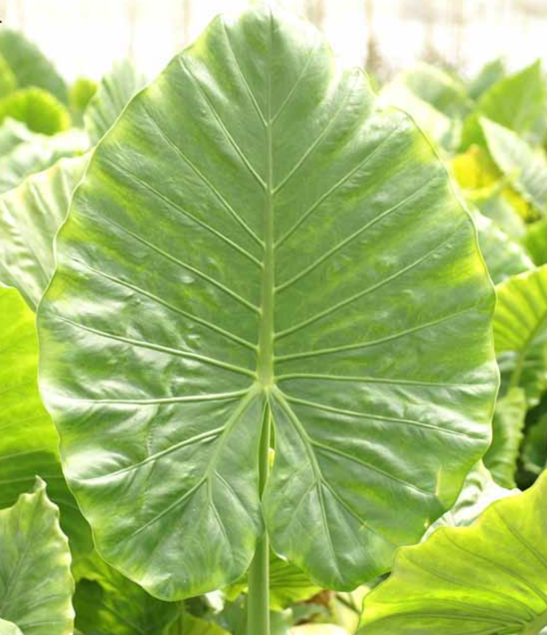 alocasia gageana california elephant ear plant Alocasia gageana – Heron's Head Nursery