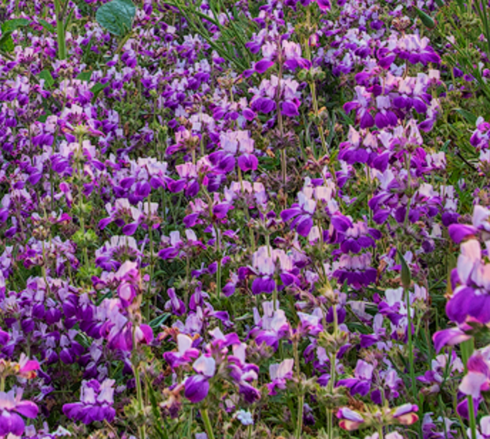 Collinsia heterophylla