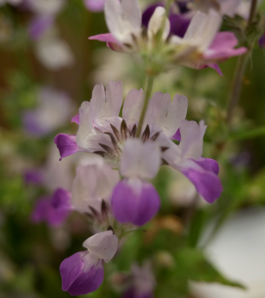 Collinsia heterophylla