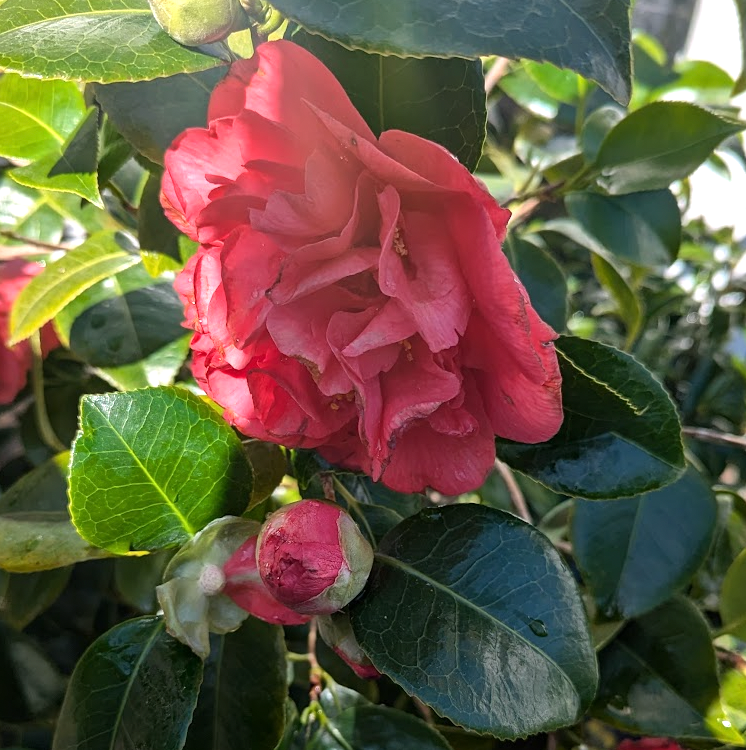 Camellia japonica 'Kramer's Supreme' – Heron's Head Nursery