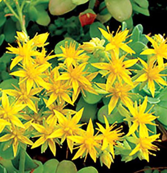 ground cover succulent with yellow flowers Sedum palmeri – Heron's Head Nursery