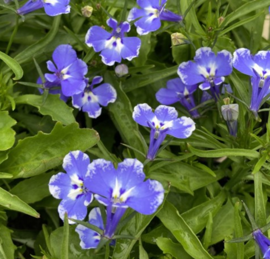 Lobelia erinus Magadi 'Compact Blue Bay'  Heron's Head Nursery