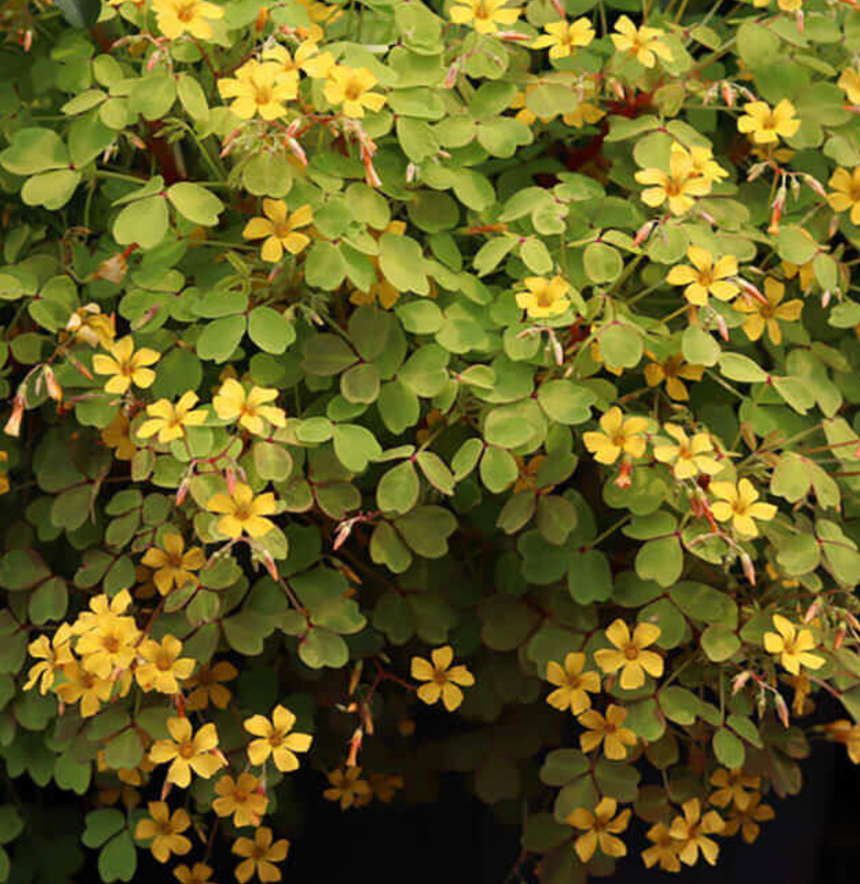 aurea plant Oxalis spiralis (siliquosa) 'Aurea' – Heron's Head Nursery
