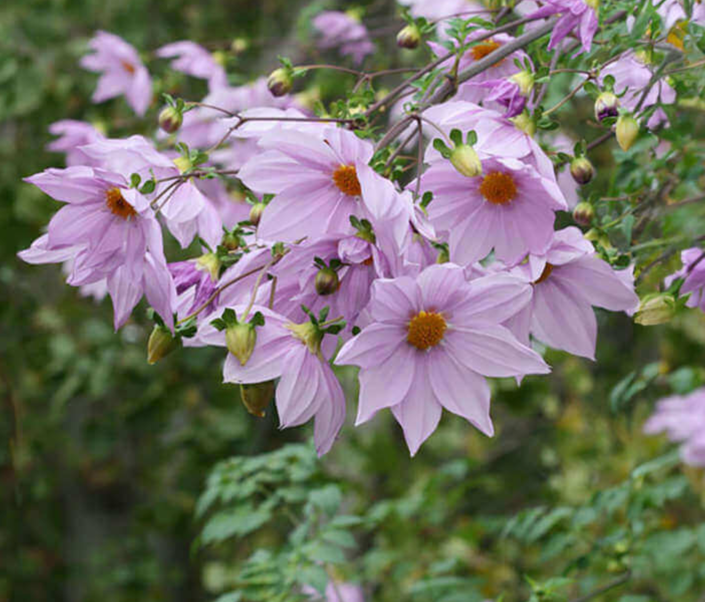 Dahlia imperialis – Heron's Head Nursery