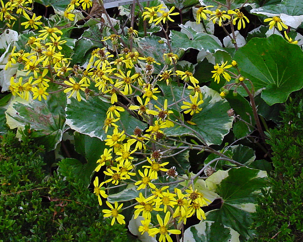 Ligularia tussilaginea 'Argentea' – Heron's Head Nursery