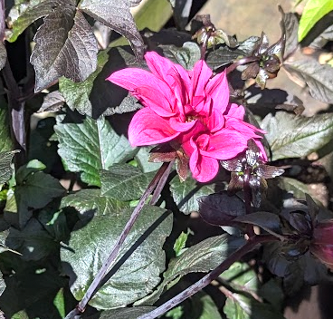 Dahlia 'Fascination' – Heron's Head Nursery