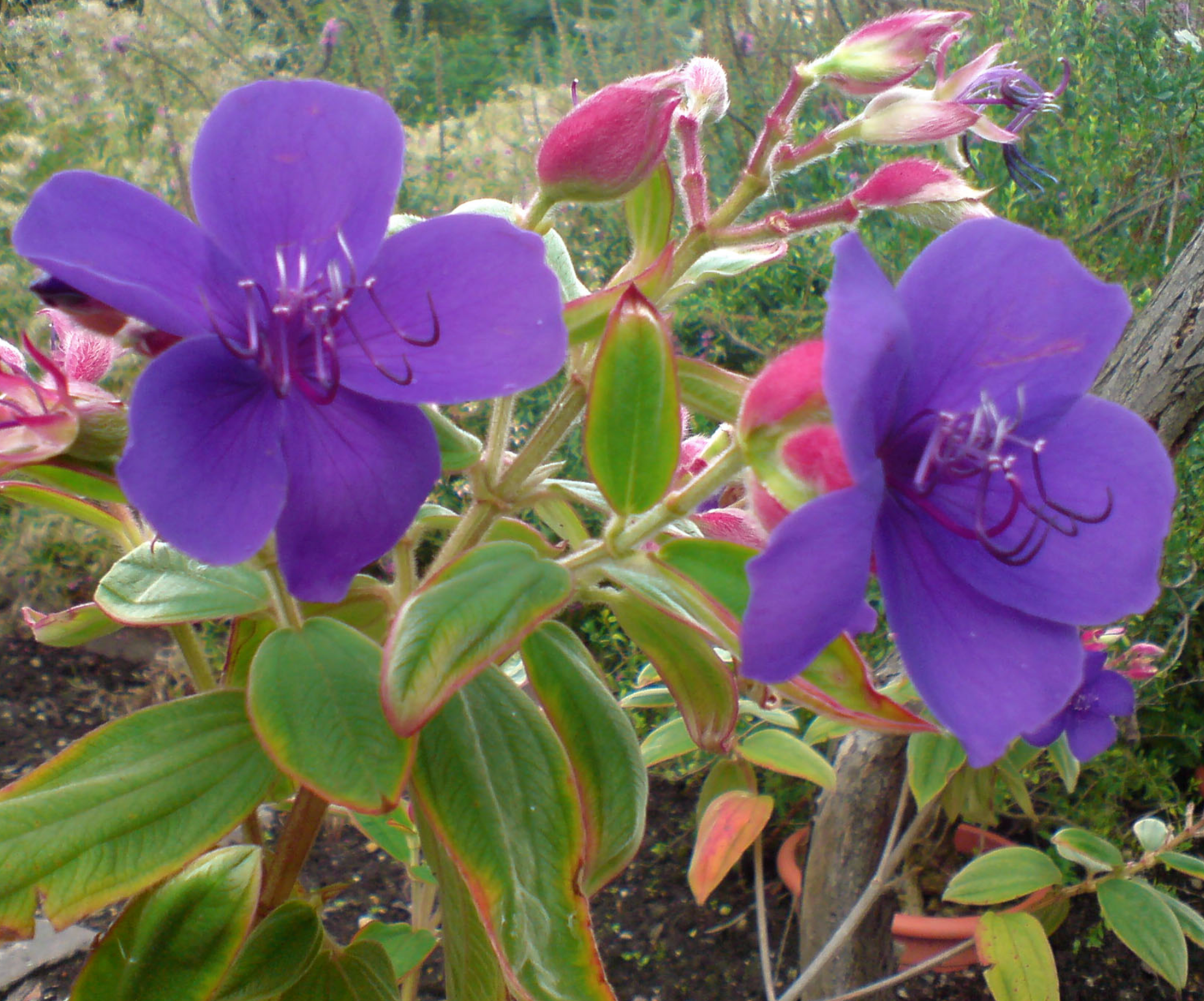 Tibouchina urvilleana  Heron's Head Nursery