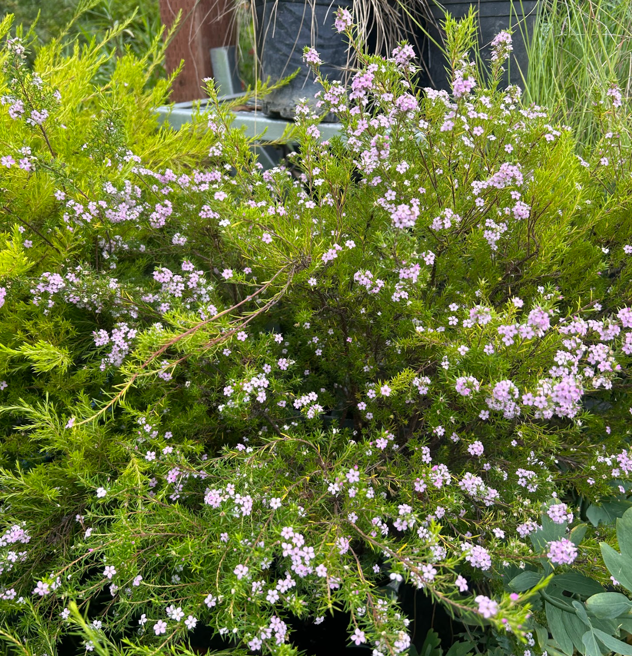 Coleonema pulchrum (pulchellum) 'Compact Form'