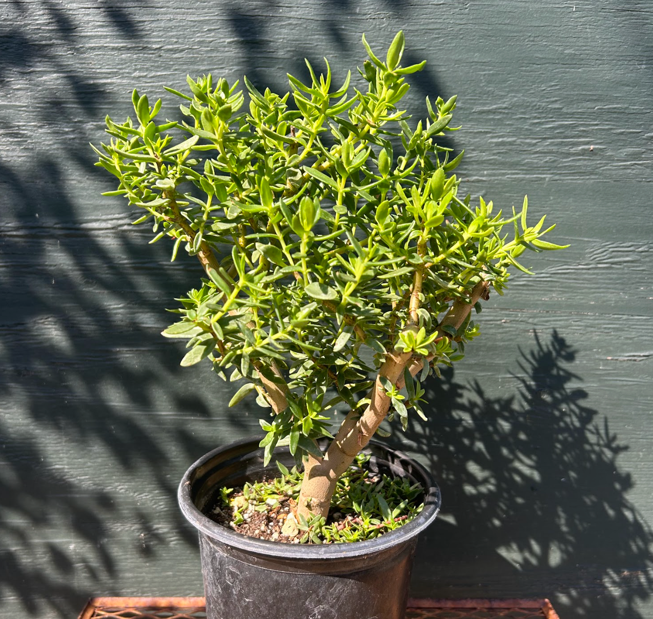 bonsai crassula Crassula sarcocaulis 'Ann's Form'