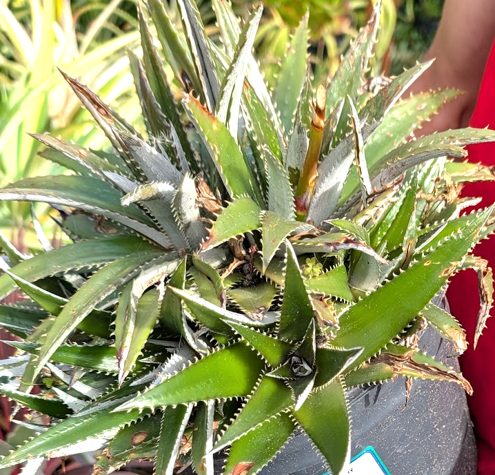 DBディッキア Dyckia fosteriana x platyphylla Dyckia platyphylla – Heron's Head Nursery