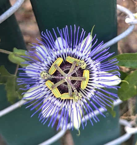 passiflora plant Passiflora 'Blue Horizon' – Heron's Head Nursery