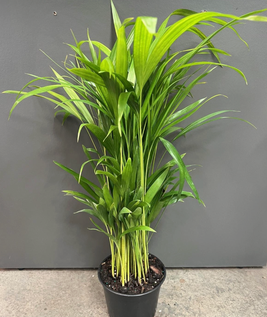 areca palm nursery Chrysalidocarpus (Dypsis) lutescens (Areca Palm)
