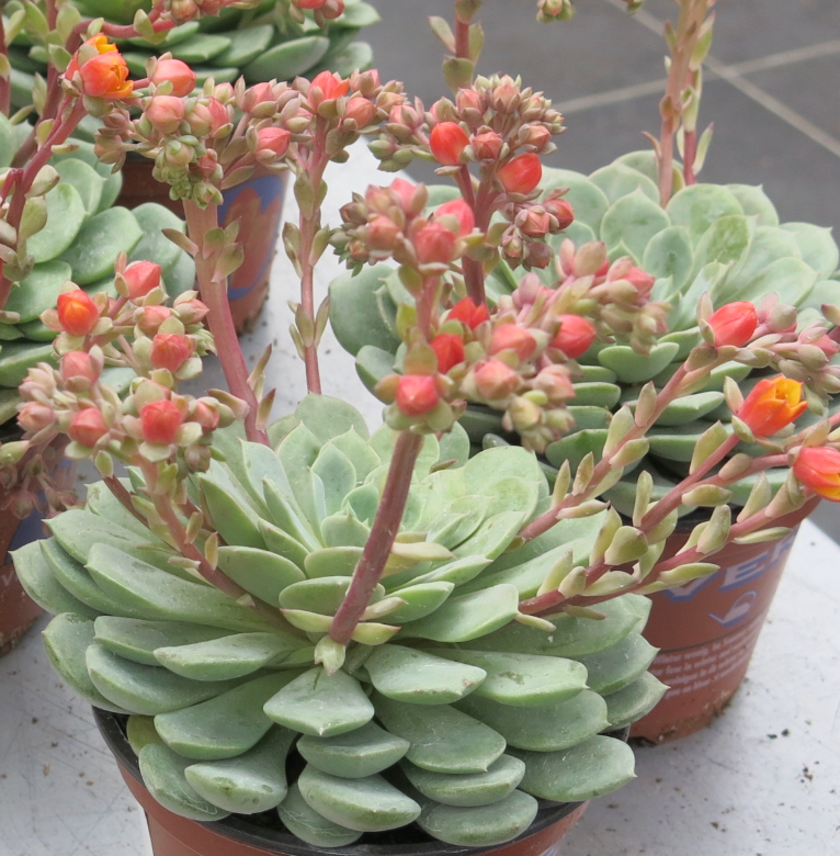 dondo succulent Echeveria derenbergi 'Dondo'