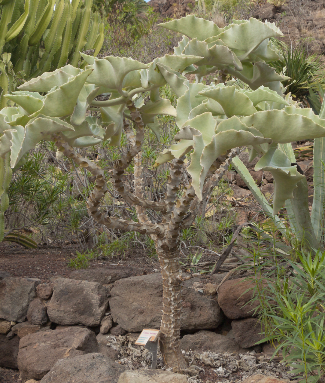 kalanchoe beharensis succulent Kalanchoe beharensis – Heron's Head Nursery