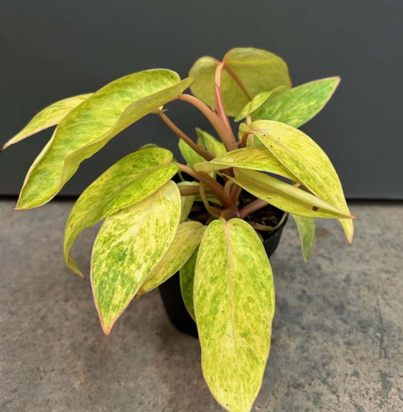 Philodendron 'Painted Lady' – Heron's Head Nursery